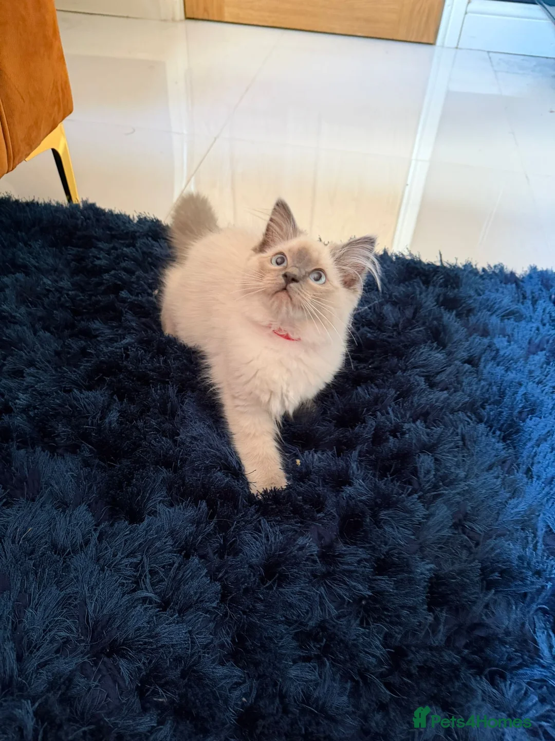 Ragdoll cats for sale: Stunning Ragdoll kittens  - Advert 2