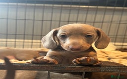 Miniature Dachshund dogs for sale: Ready to leave Mini Dachshund Puppies 🐶🤍  - Image 14