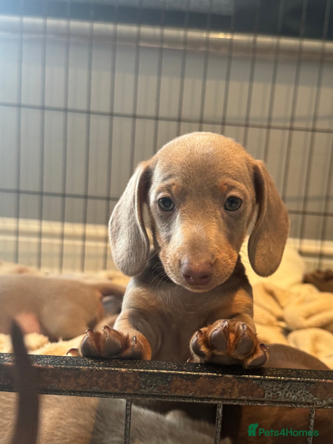 Miniature Dachshund dogs for sale: Ready to leave Mini Dachshund Puppies 🐶🤍  - Image 14