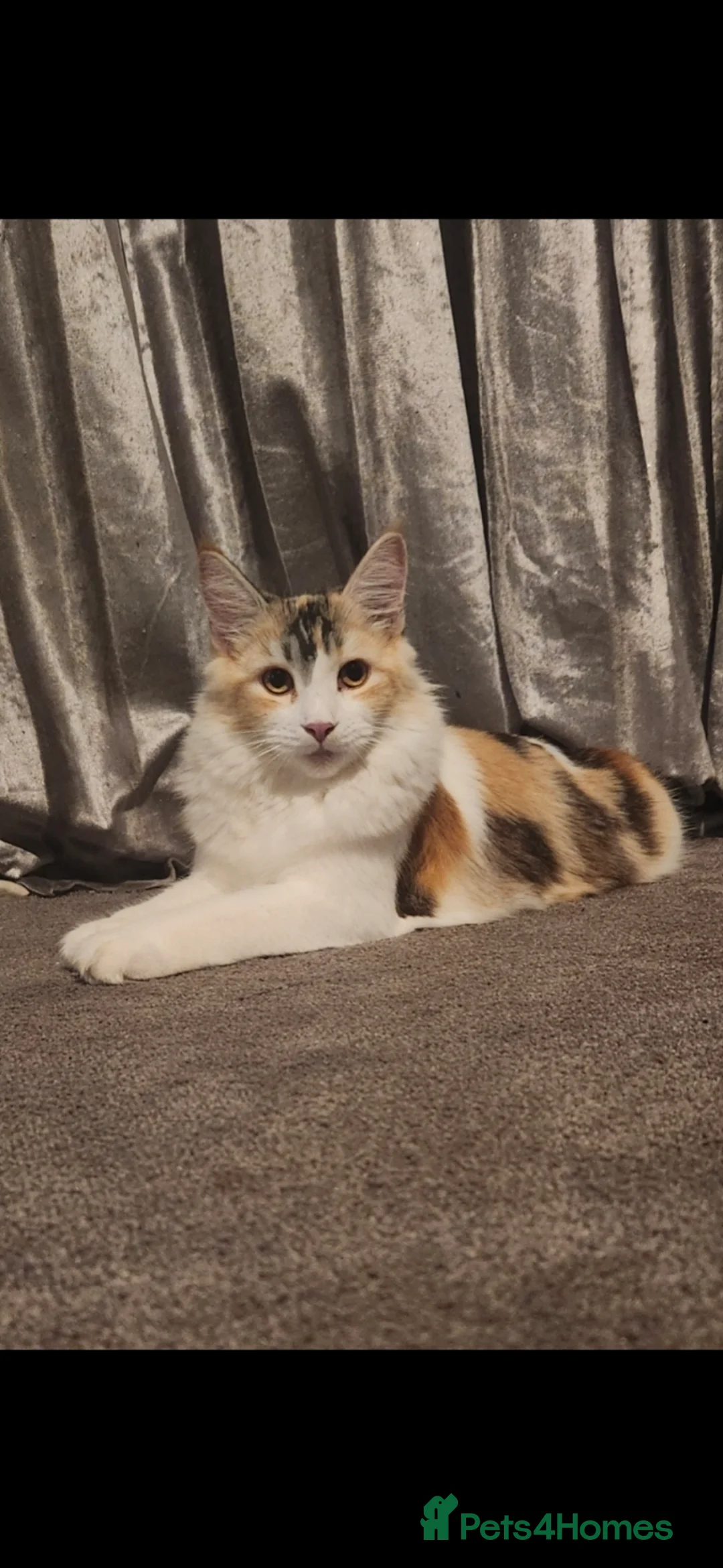 Maine Coon cats for sale: BEAUTIFUL LITTLE GINGER BOY in Thetford - Advert 2