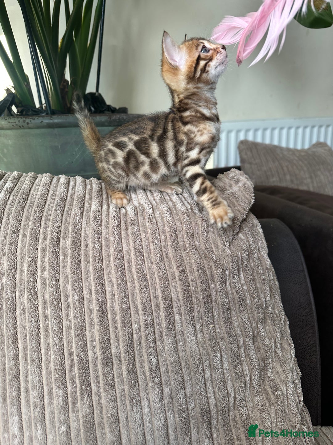 Bengal cats for sale: TICA Bengal kittens for sale . 🐱 - Image 21