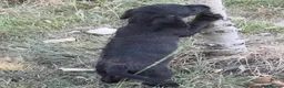 Jackapoo dogs for sale: re advertised girl pup - Advert 1