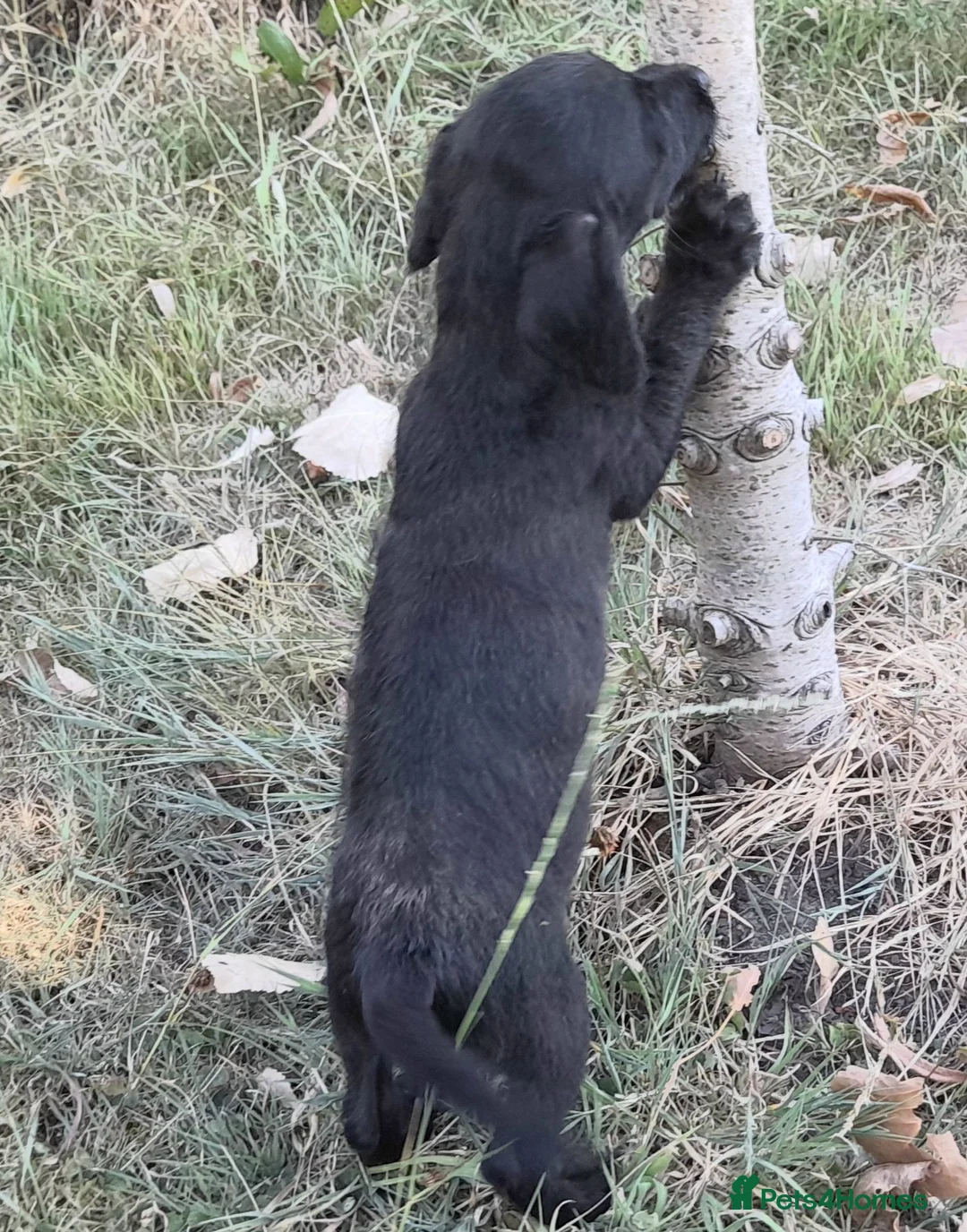 Jackapoo dogs for sale: re advertised girl pup - Advert 1