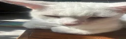 Mixed Breed cats for sale: Beautiful pure white castrated male cat - Advert 2
