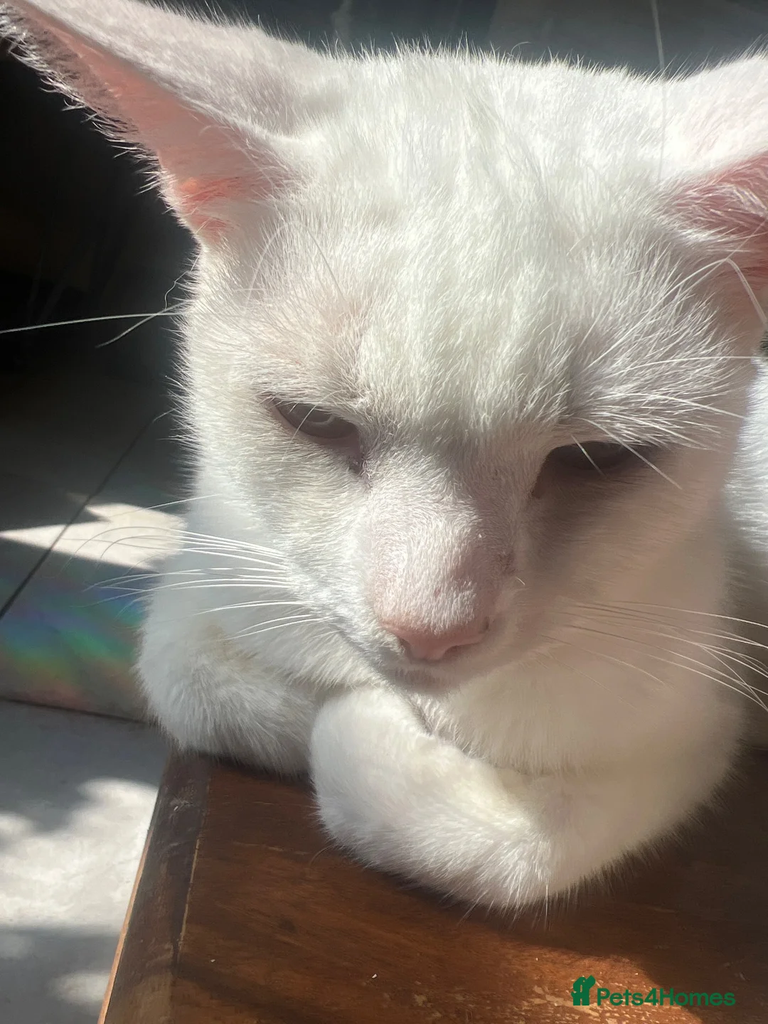 Mixed Breed cats for sale: Beautiful pure white castrated male cat - Advert 2