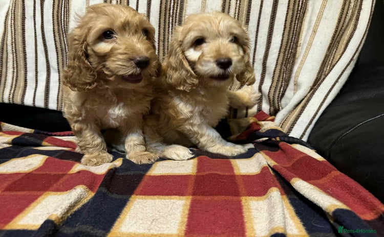 Cockapoo dogs - Advert 1