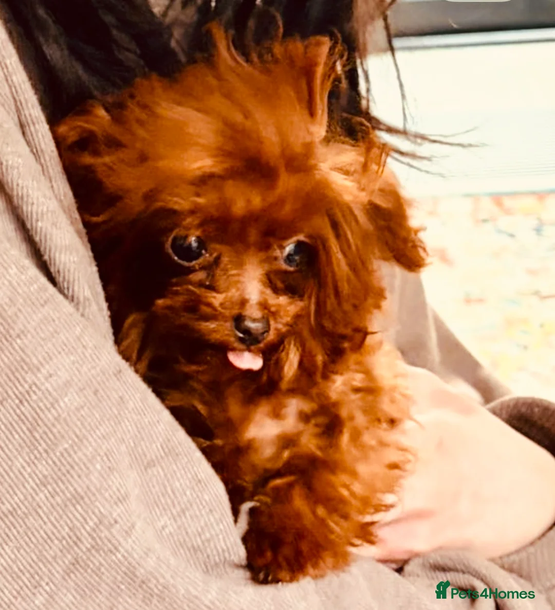 Toy Poodle dogs for sale: Rare Asian Micro Toy Poodle (Under 1kg) - Advert 5