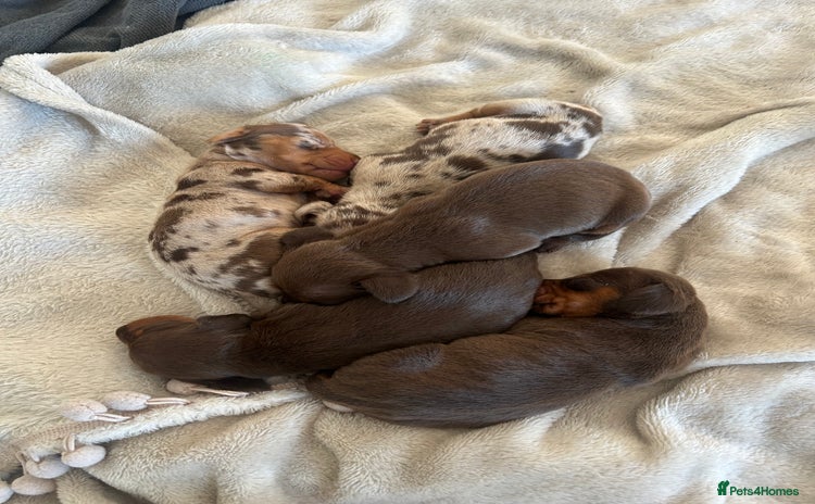 Miniature Dachshund dogs - Advert 14