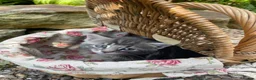 Maine Coon cats for sale: Beautiful Maine Coon X kittens  CUTIES!  - Advert 19