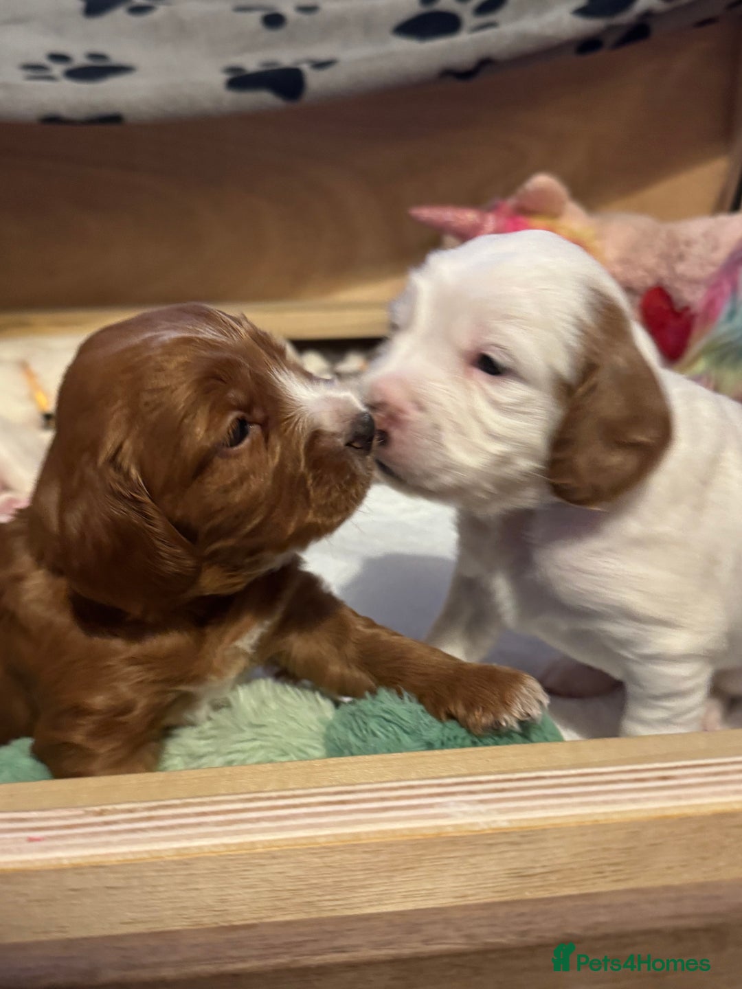 Cockapoo dogs for sale: Gorgeous F2B Cockapoo puppies  - Image 12