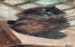 Persian cats for sale: Persian exotic cats - new homes needed - Image 21