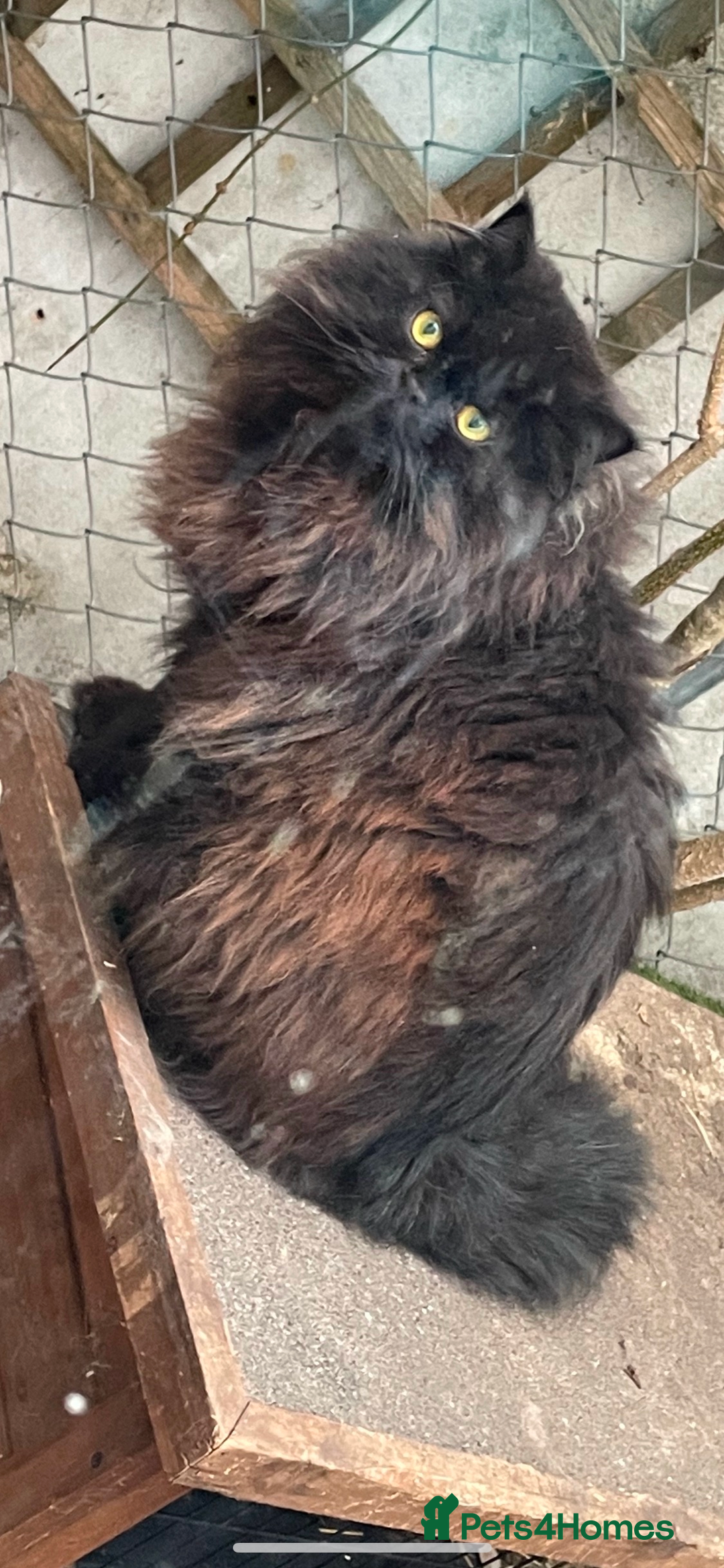 Persian cats for sale: Persian exotic cats - new homes needed - Image 21