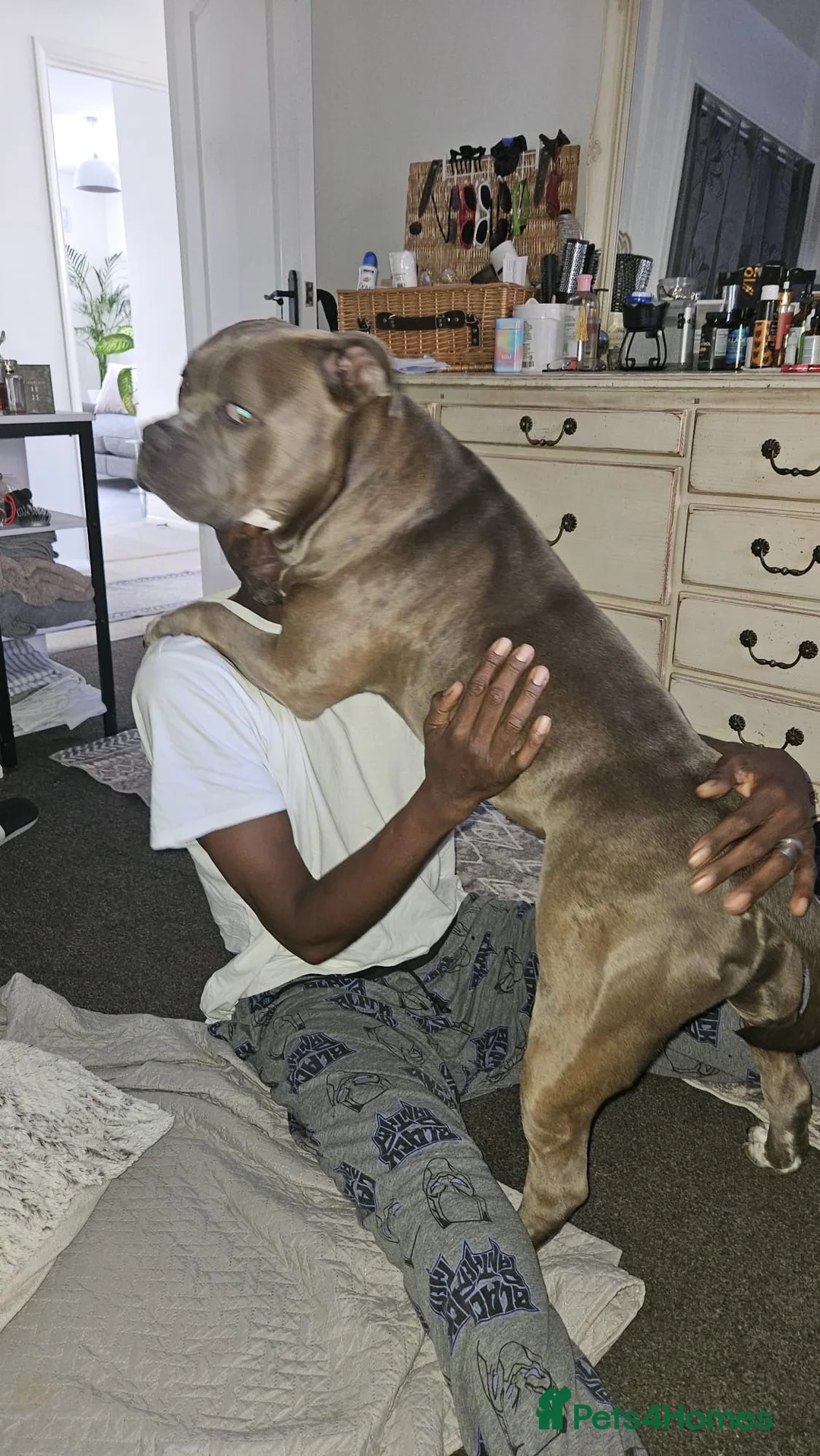 American Bully dogs for sale: Tyson needs a good home with a good family. in London - Advert 4