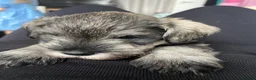 Miniature Schnauzer dogs for sale:  Miniature Schnauzer Puppies – Ready from 25th May - Advert 15