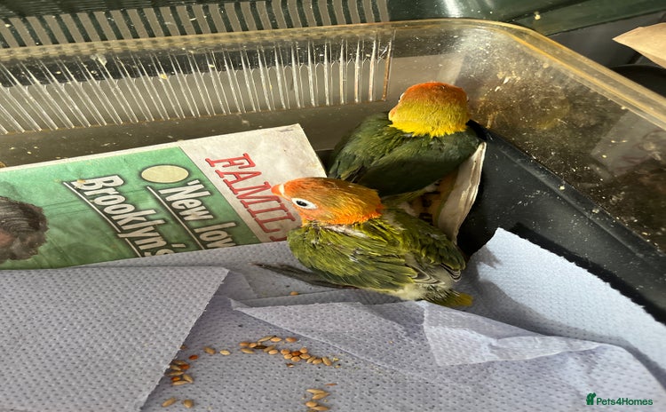 Lovebirds birds - Advert 5