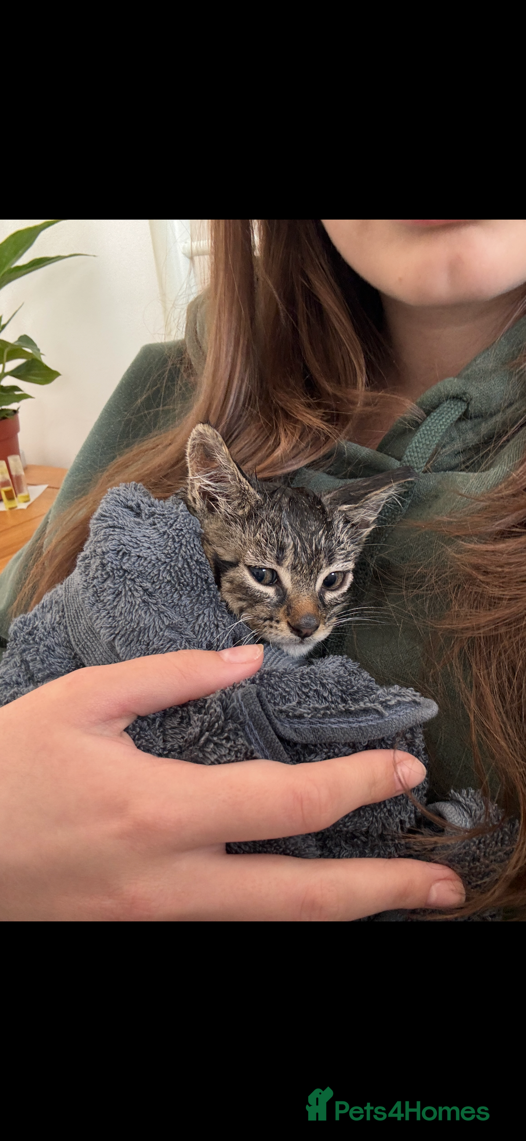 Siberian cats for sale: Cutest Siberian Kittens  - Advert 4