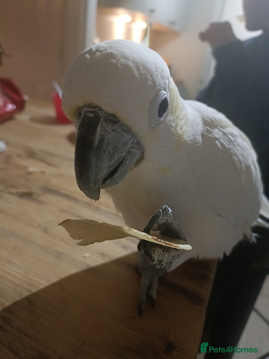 Cockatoo birds for sale: Cockatoo  - Advert 6