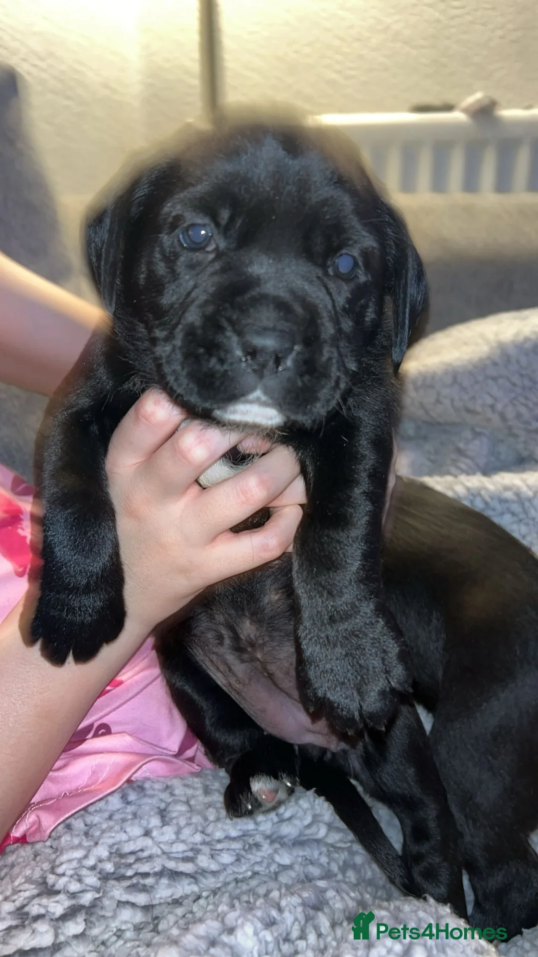 Mixed Breed dogs for sale:  Rare breed Boxador puppies  - Advert 7