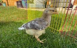 Chickens poultry for sale: Mixed breed day old chicks   - Image 6