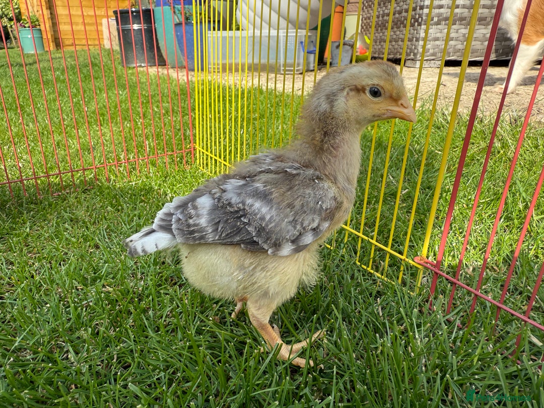 Chickens poultry for sale: Mixed breed day old chicks   - Image 6