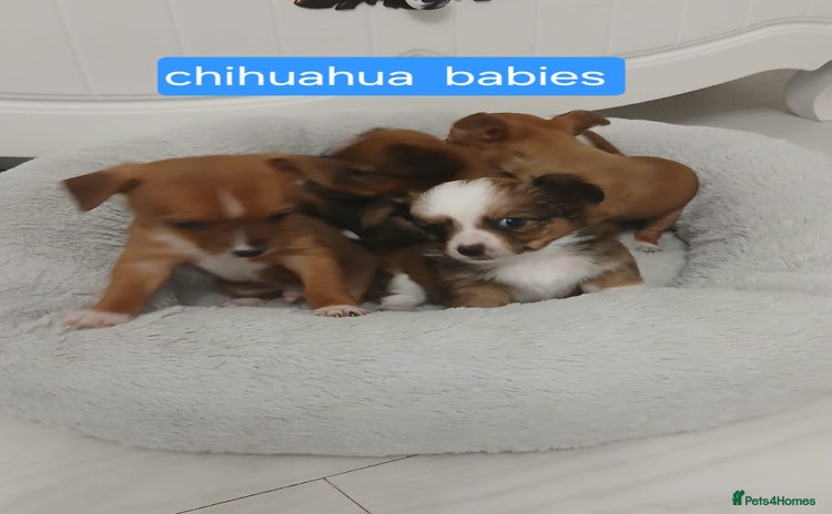 Chihuahua dogs - Advert 4