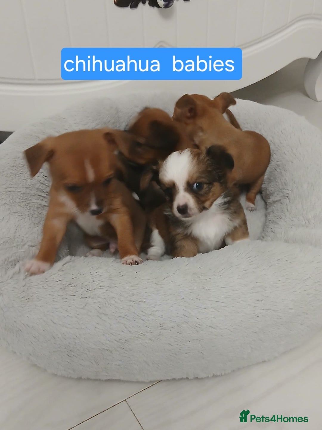 Chihuahua dogs for sale: Gorgeous chihuahua pups for sale  - Image 1