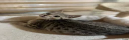 British Shorthair cats for sale: Gccf male British Shorthair kitten ready now  - Advert 6