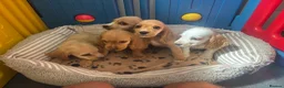 Cocker Spaniel dogs for sale: Beautiful show type cocker spaniels READY NOW - Advert 3