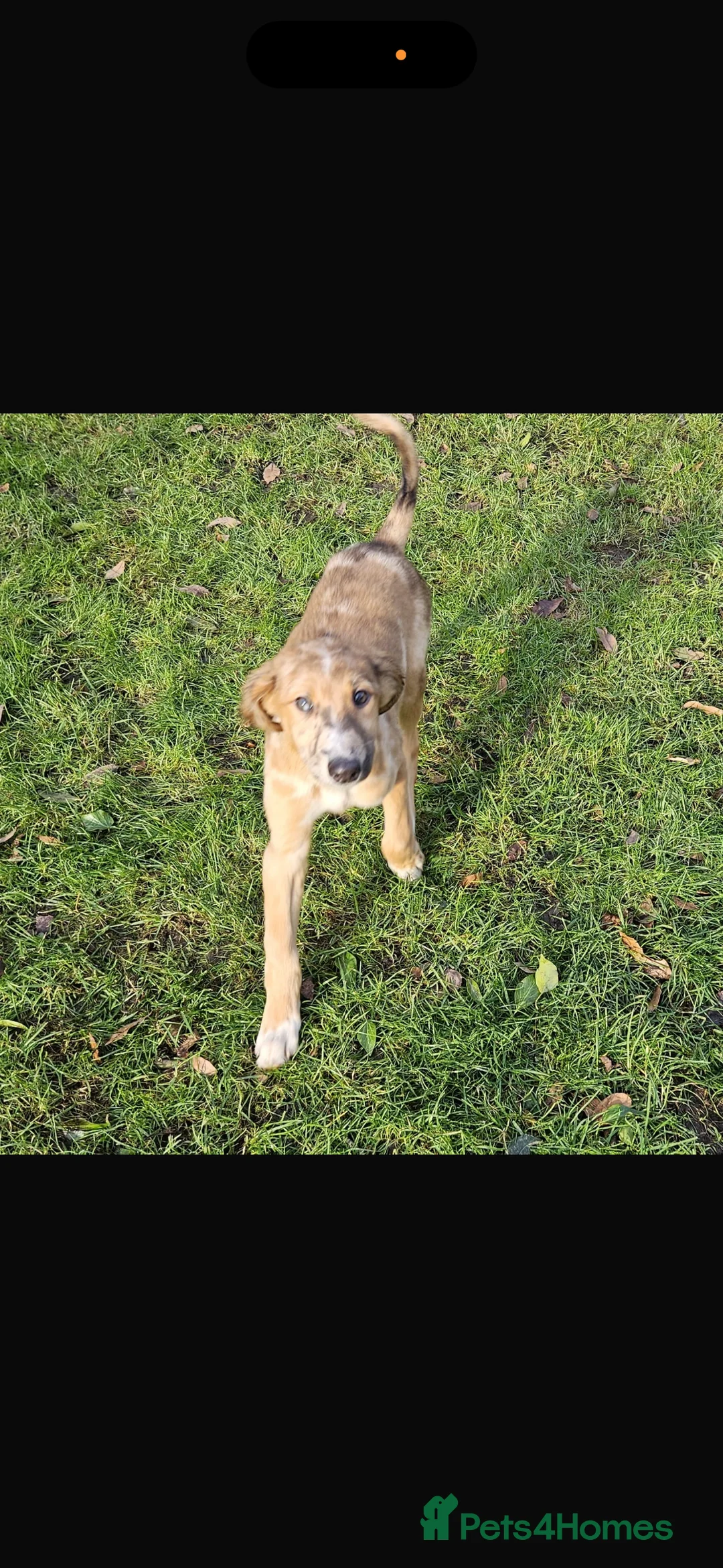 Lurcher dogs for sale: Red Merle Lurcher pup  - Advert 3