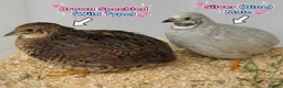 Quail poultry for sale: 12 Fresh Chinese Painted Quail Hatching Eggs  - Advert 6