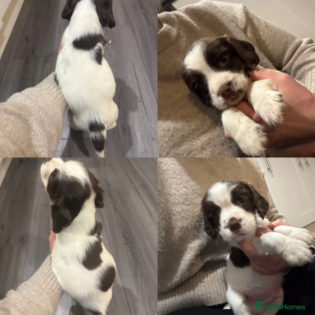 Sprocker dogs for sale: SPROCKER PUPPIES  - Advert 5
