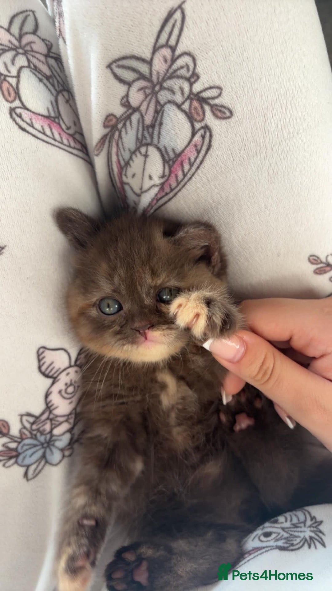 British Shorthair cats British shorthair kittens looking new home ❤️❤️❤️ - Advert 2