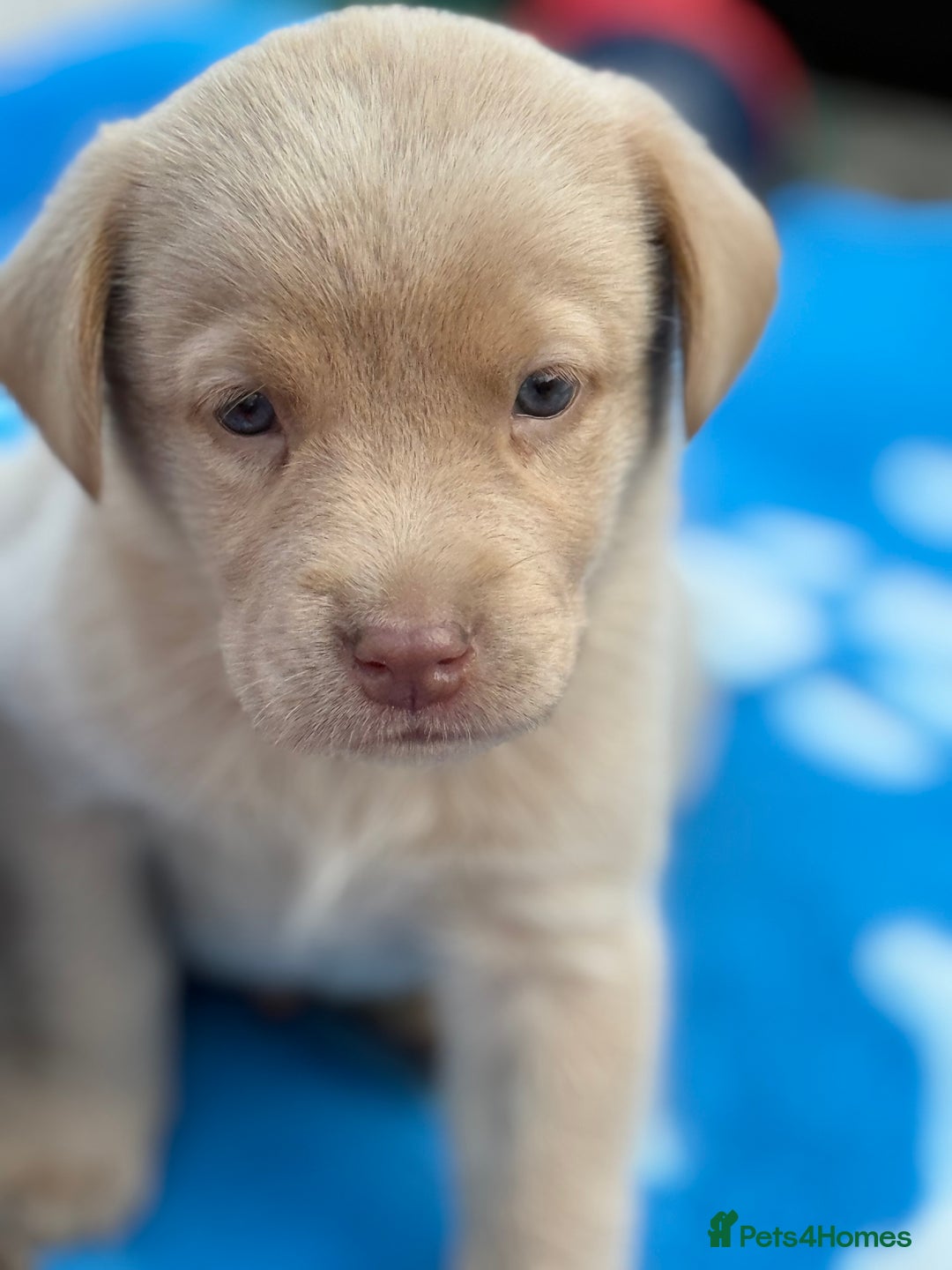 Labrador Retriever dogs for sale: Kc reg SILVER AND CHAMPAGNE LABRADORS  - Image 6