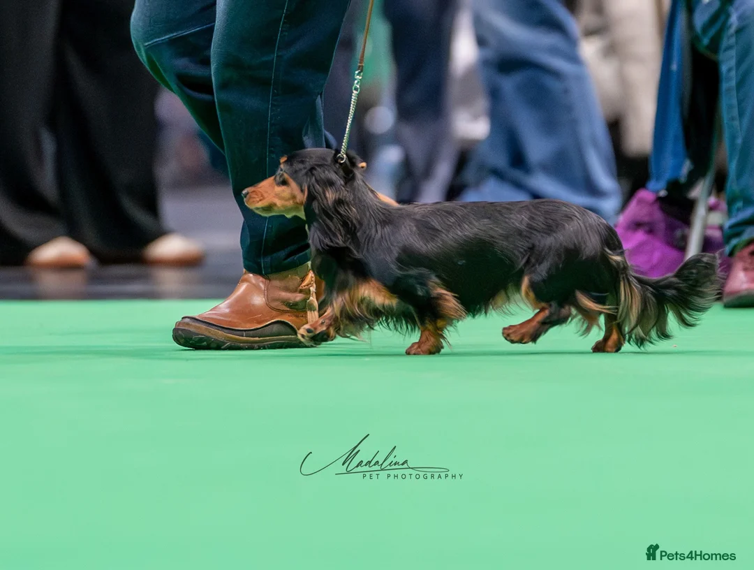 Miniature Dachshund dogs for stud: Crufts Qualified Miniature Long - Advert 2
