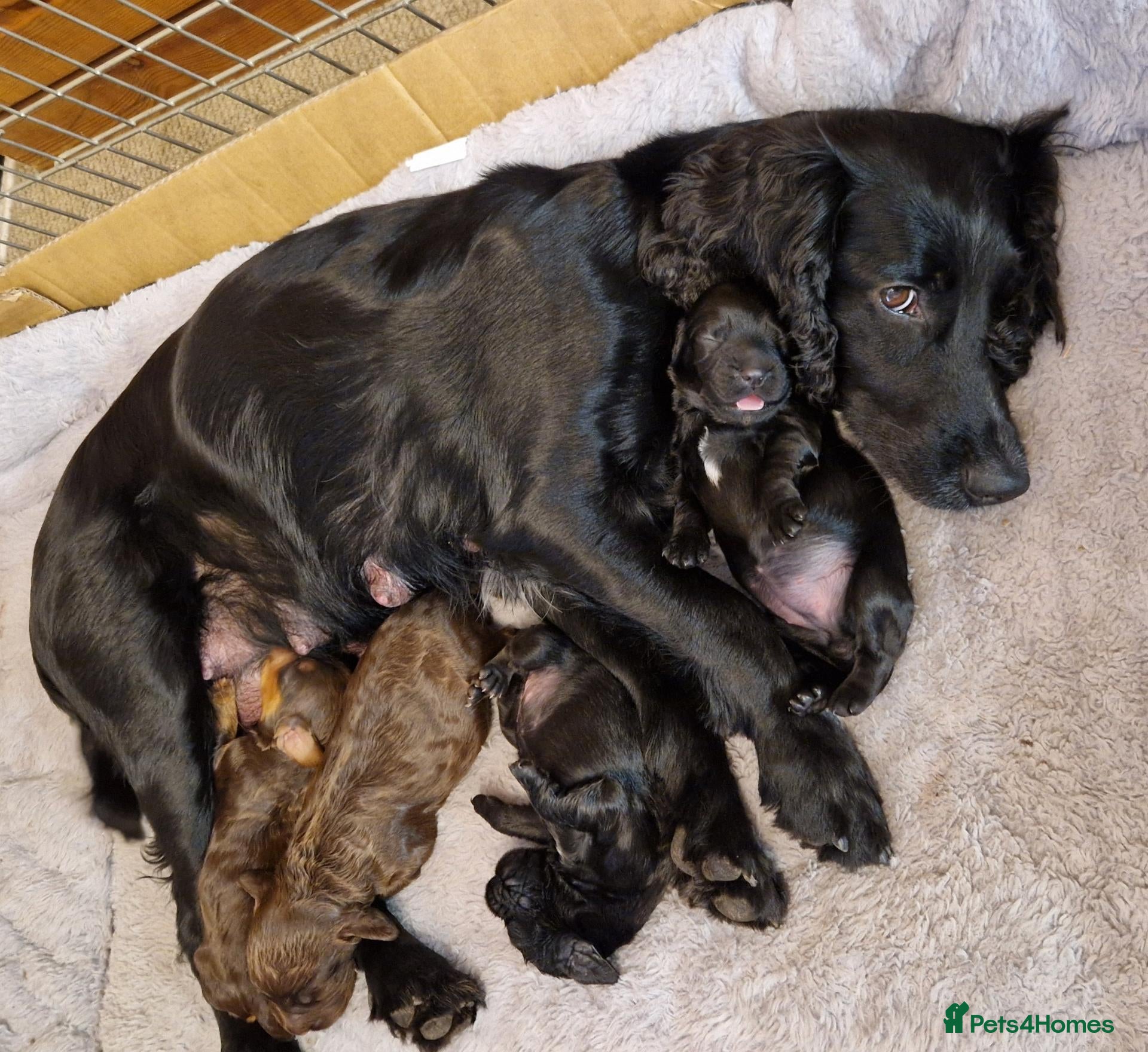 Cocker Spaniel dogs Working Cocker Spaniels - Advert 6