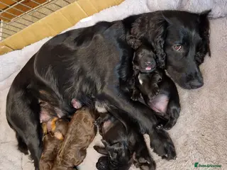 Cocker Spaniel dogs Working Cocker Spaniels - Advert 4