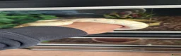 Python Snake reptiles for sale: Female ball python  - Advert 2