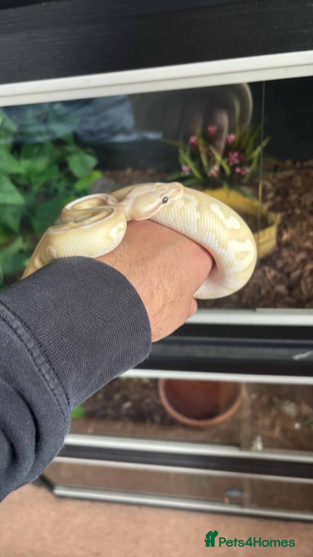 Python Snake reptiles for sale: Female ball python  - Advert 2