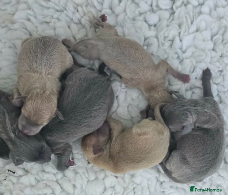 Italian Greyhound dogs Kc registered Italian greyhound pups  - Advert 15