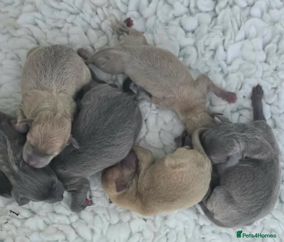 Italian Greyhound dogs for sale: Kc registered Italian greyhound pups  - Advert 1