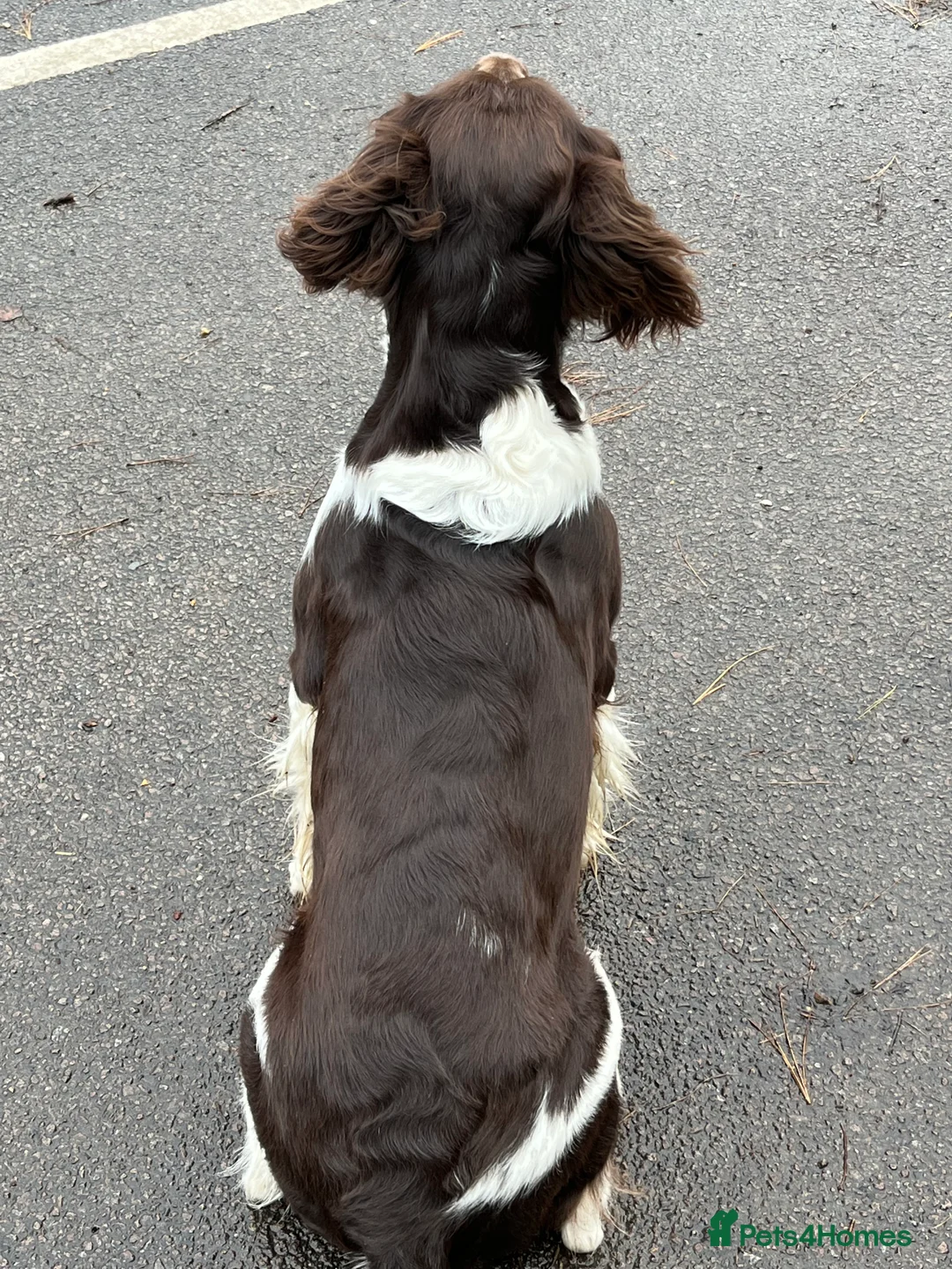 English Springer Spaniel dogs for stud: Working English Springer Spaniel Stud Health Test in Chelmsford - Advert 6