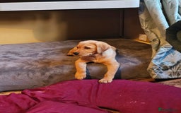 Labrador Retriever dogs for sale: 3 little girls for sale - Image 6