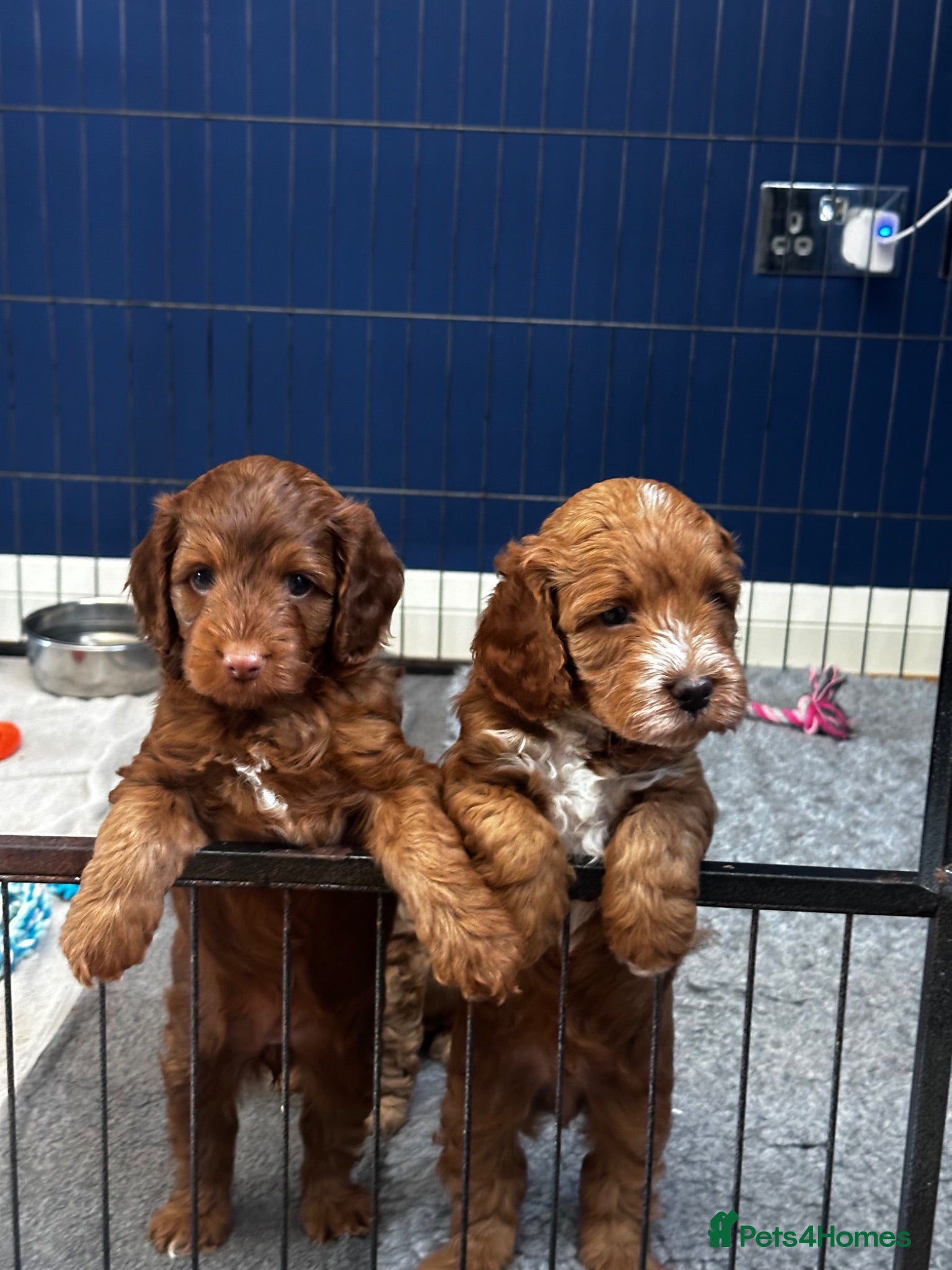 Cockapoo dogs 4 beautiful miniature F1b cockapoo puppies  - Advert 1