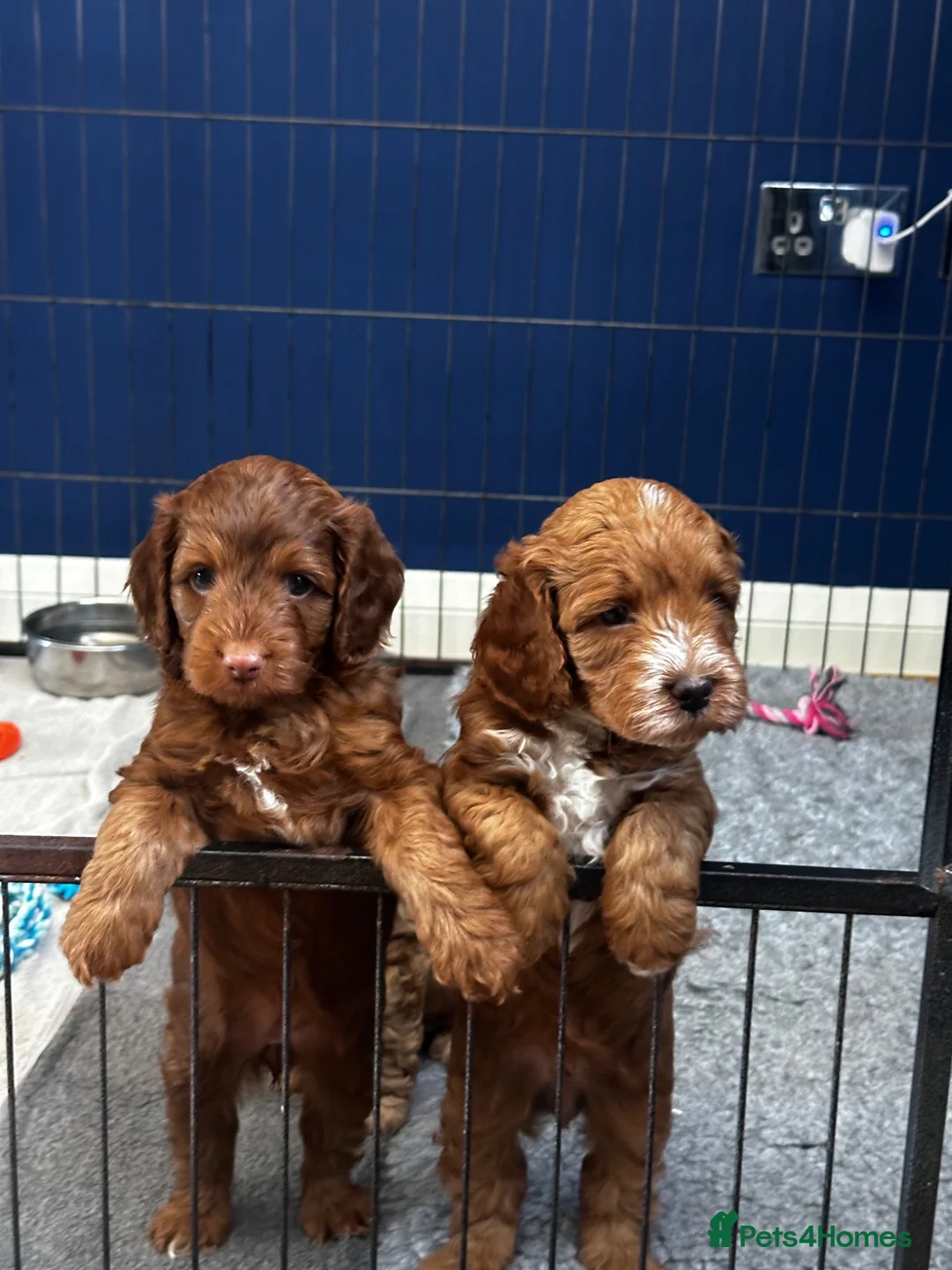 Cockapoo dogs for sale: 4 beautiful miniature F1b cockapoo puppies  in Ashford - Advert 1