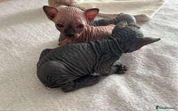 Sphynx cats for sale: 3 beautiful GIRlS available ❤️  - Image 11