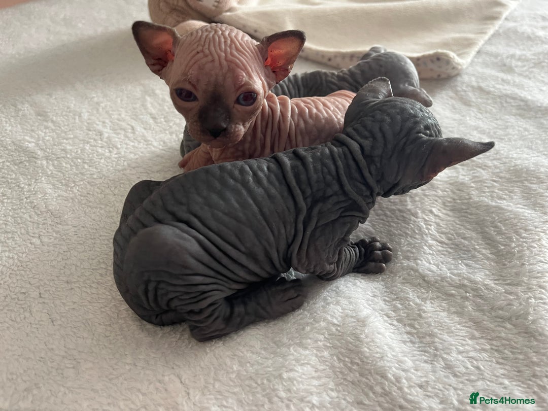 Sphynx cats for sale: 3 beautiful GIRlS available ❤️  - Image 11