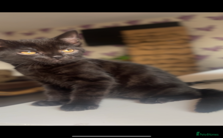 British Shorthair cats - Advert 16
