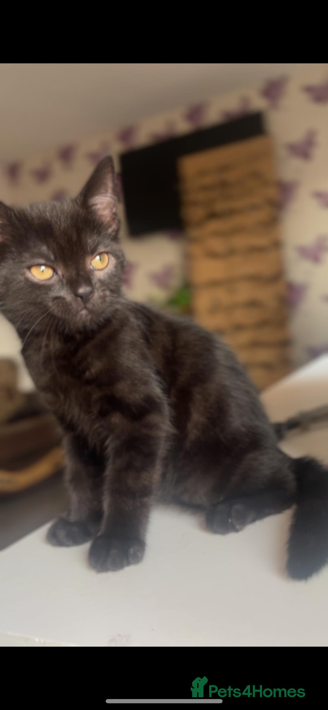 British Shorthair cats for sale: Male kitten ready to go - Image 1