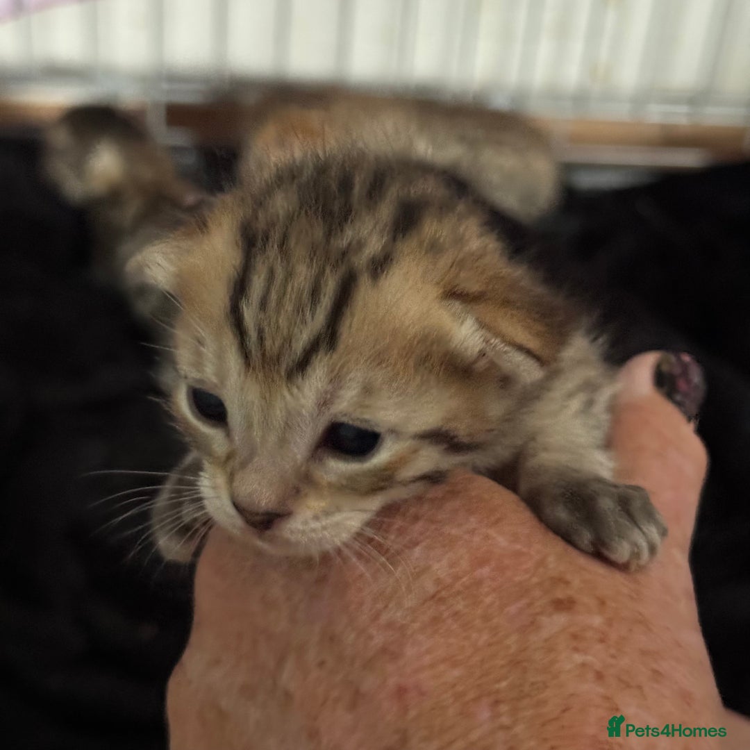 Savannah cats for sale: Stunning Savannah Kittens - Image 7
