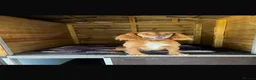 Field Spaniel dogs for sale: field spaniel  - Advert 6